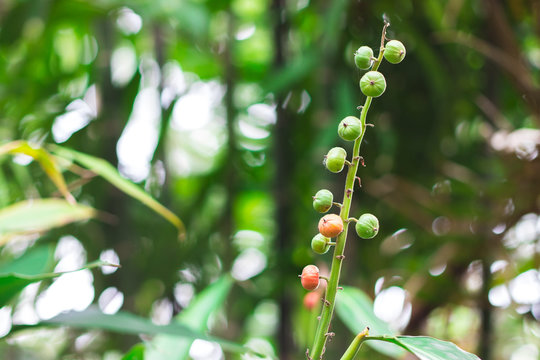 Seed pods or fruits on the bunch of Bustard cardamom, Tavoy cardamom (Amomum Villosum Xanthioides) in the tropical herbal garden