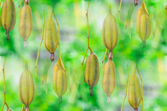 Closeup seed pods of Cymbidium orchid hanging on tree in the garden