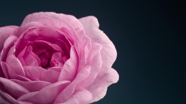 Timelapse of Blooming Pink Peony Outdoors. Flower Opening Backdrop.