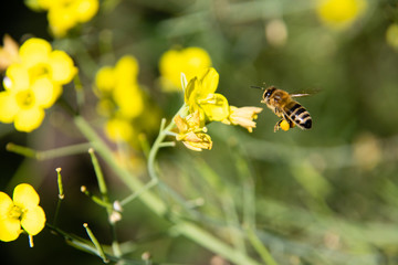 Biene im Anflug