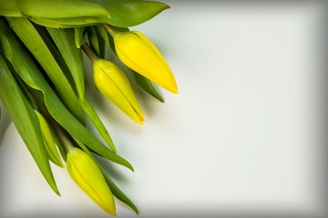 Yellow flowers isolated on white background. Spring holiday concept