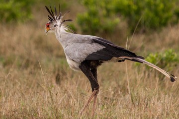 Aves exoticas africanas 