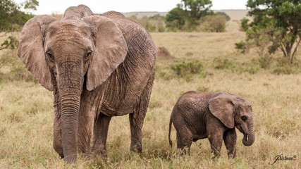 Fototapeta na wymiar elefante con su cría en la selva africana