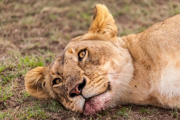 leon tumbado a la sombra en la savana africana safari por kenia, africa