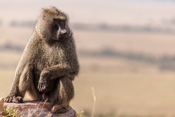 mono babuino en la sabana africana