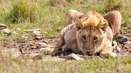 Obraz na płótnie Canvas El león (Panthera leo) es un mamífero carnívoro de la familia de los félidos ámbito de distribución africano