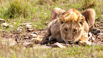 El león (Panthera leo) es un mamífero carnívoro de la familia de los félidos ámbito de distribución africano