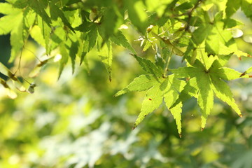 Fototapeta premium Acer japonicum, leafs in backlight, Tokyo