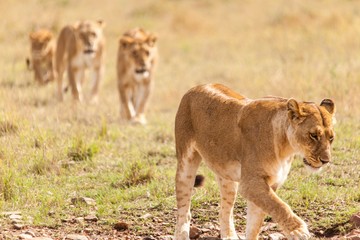 Manada de leonas paseando por la sabana africana en busca de presas