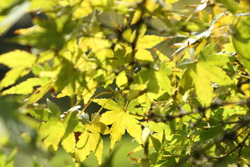 Acer japonicum, leafs in backlight, Tokyo