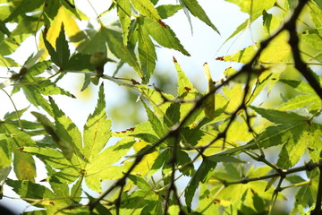 Acer japonicum, leafs in backlight, Tokyo