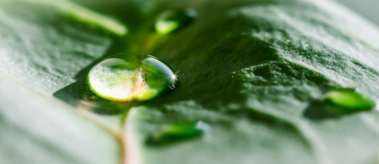 Abstract green background. Macro Croton plant leaf with water drops. Natural background for brand design © OLAYOLA