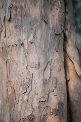 Taxus baccata