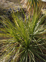 Texas sotol (Dasylirion texanum), an ornamental landscape plant with long and fine green thorny leaves and a short trunk 