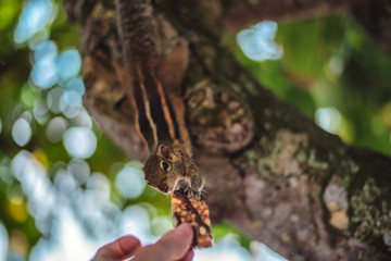 The Indian palm squirrel or three-striped palm squirrel