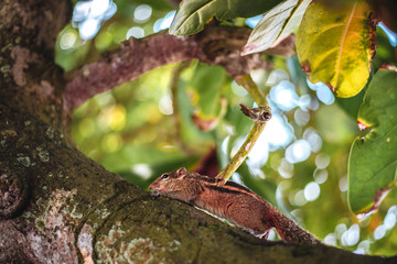 The Indian palm squirrel or three-striped palm squirrel