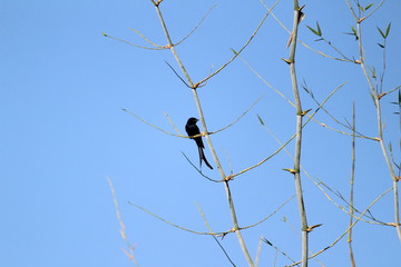 Obraz premium Black Drongo bird with two tails sitting on tree branch on the morning and blue sky on the background