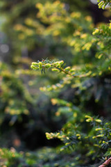 Macro sprig of spruce in the spring forest. Young shoots on tops of spruce branches on blurred background of evergreen plants. Beautiful green spring wood. Selective focus