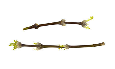 Set of spring twigs with sprouted buds