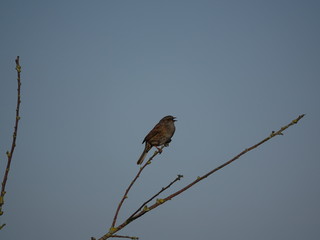 hedge sparrow (Prunella modularis) singing from tree branch