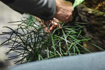 Entretenir les plantes 