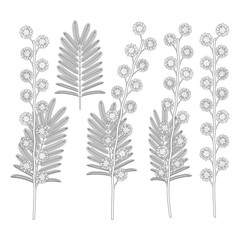 Set of black and white illustrations with mimosa flowers. Isolated vector objects on a white background.