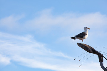 Profile of a seagull posing on top of a lamppost under a blue sky in the background