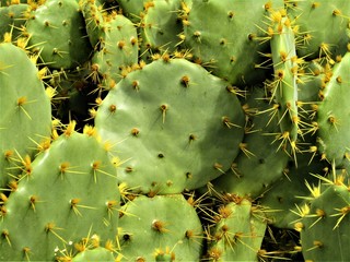 Closed-up prickly cactus in southern Spain