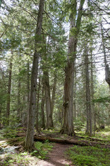Giant Cedars Mount Revelstoke National Park, British Columbia, Canada featuring large old cedar trees