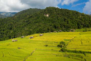Aerial view of terrace farming on the hills