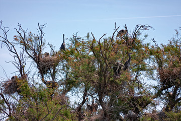 A colony of gray herons nests on a large tree.