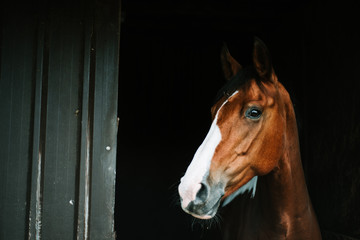 Naklejka premium Neville 1