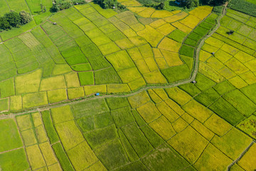 Beautiful scenery of rice paddy fields for harvesting
