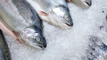 Trout lies on ice crumbs, a showcase.