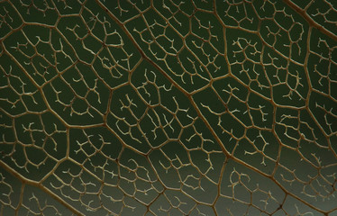 Closeup of brown leaf veins on green background. Abstract brown-veined texture of leaf. Green-brown labyrinth background