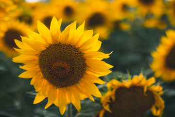 Fototapeta premium Yellow sunflowers with green leaves field