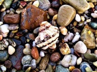 Shell on a pebbled beach