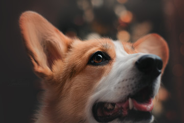 welsh corgi pembroke at the christmas photo studio