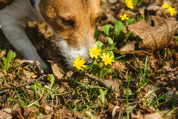 Dog enjoys sunny warm day sniffing first spring flowers