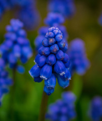 Bluebell