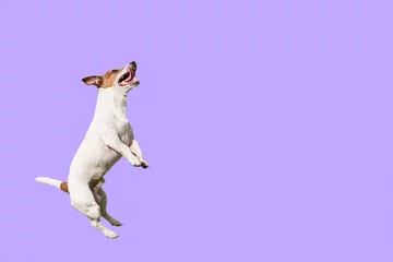 Poster Active and agile dog jumping high on solid color purple background © alexei_tm