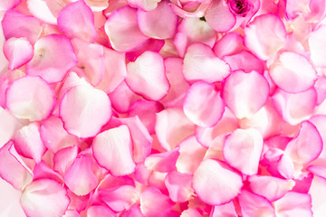 Obraz premium Rose petals