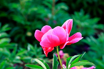 Fototapeta premium 모란꽃