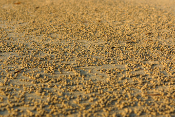 Sand surface covered with many small sandy crab balls. Abstract background of sand patterns on sunny beach, closeup