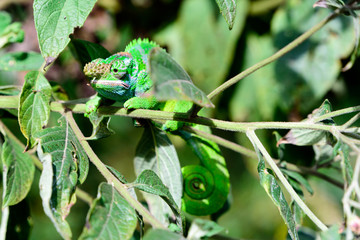 West Usambara two-horned chameleon, Kinyongia multituberculata