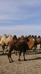 beautiful adult large camels nod, stand and run in the steppe, desert, dust, sand, sunny day, blue sky, near the well, a caravan leaves, strong wind, portrait, dry grass,