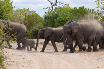 Fototapeta na wymiar Group of elephants at chobe national park of Botswana