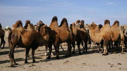 beautiful adult large camels nod, stand and run in the steppe, desert, dust, sand, sunny day, blue sky, near the well, a caravan leaves, strong wind, portrait, dry grass,
