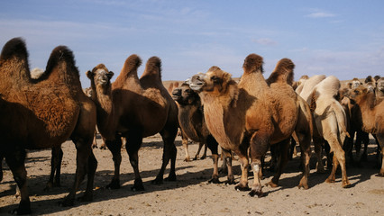 beautiful adult large camels nod, stand and run in the steppe, desert, dust, sand, sunny day, blue sky, near the well, a caravan leaves, strong wind, portrait, dry grass,