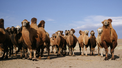 beautiful adult large camels nod, stand and run in the steppe, desert, dust, sand, sunny day, blue sky, near the well, a caravan leaves, strong wind, portrait, dry grass,